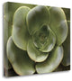 "Echeveria II" By Andrew Levine, Giclee Print on Gallery Wrap Canvas