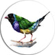 Gould Finch, Animal Painting Large Disc Metal Wall Art, 11"