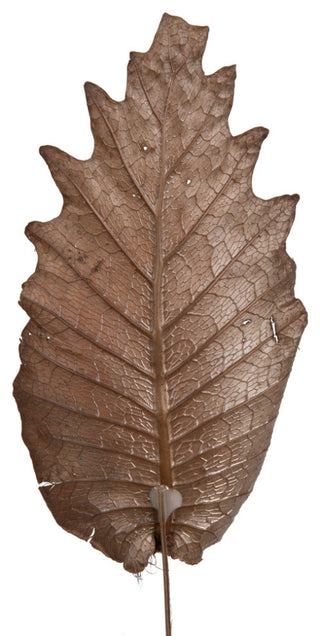 Vickerman 20" Oak Leaf, Natural on Natural Ting Ting, 100 pieces per Pack.
