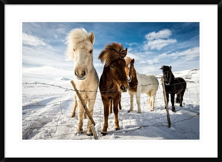 "Icelandic Hair Style" Framed Digital Print by Mike Leske, 38"x28"