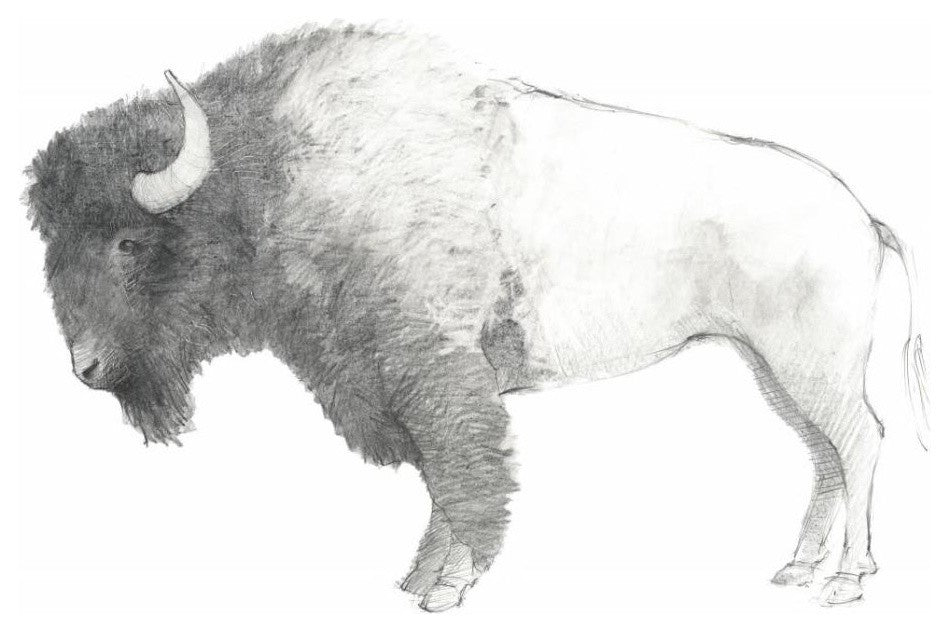 "Bison Dark" Digital Paper Print by Avery Tillmon, 30"x24"