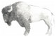 "Bison Dark" Digital Paper Print by Avery Tillmon, 30"x24"