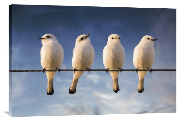 "White Monjita" Stretched Canvas Giclee by Chechi Peinado, 30"x20"