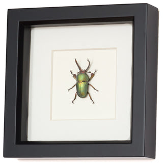 Real Stag Beetle Framed Insect