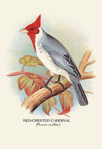 Red - Crested Cardinal - Fine Art Giclee Print 24" x 36"