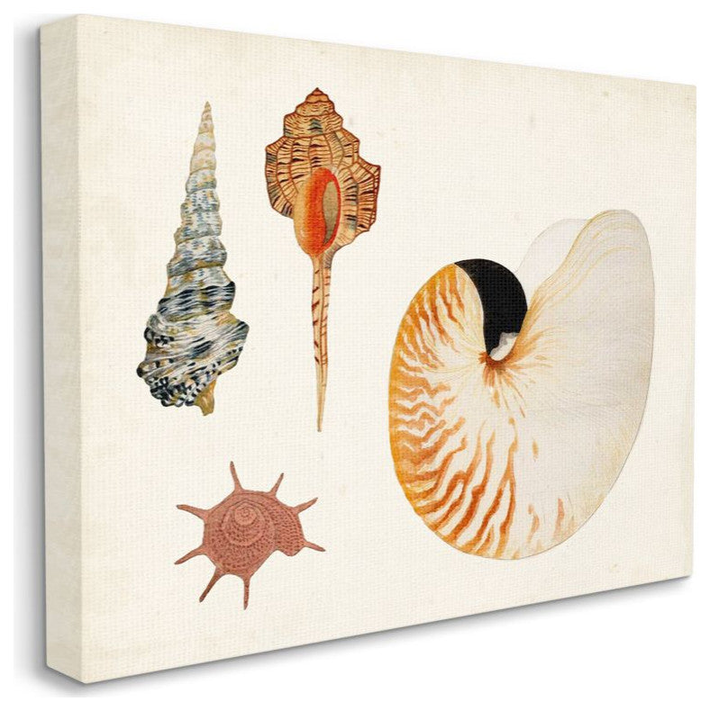 Vintage Nautilus and Aquatic Spiral Shell Study16x20