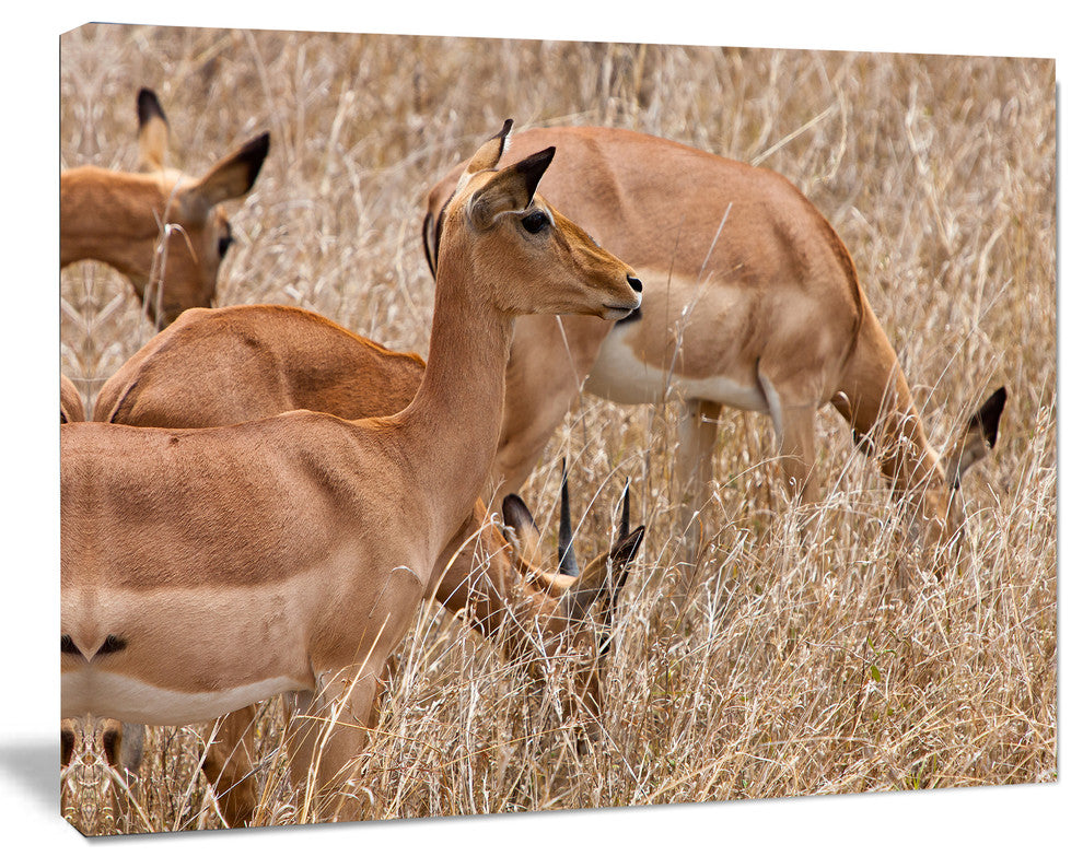 Grants Gazelles Grazing in Grassland, Animal Canvas Art Print, 60"x28"