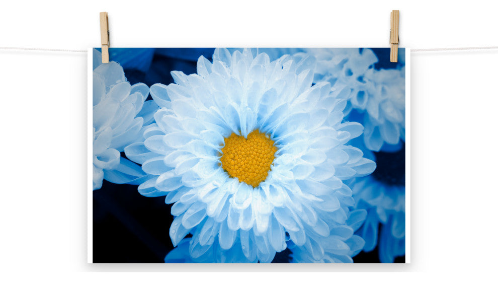 Blue Tinted Chrysanthemums Floral Nature Photo Loose Wall Art Print, 12" X 18"