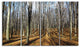 Shade from Sun in Autumn Forest, Modern Forest Canvas Art, 48"x28", 4 Panels