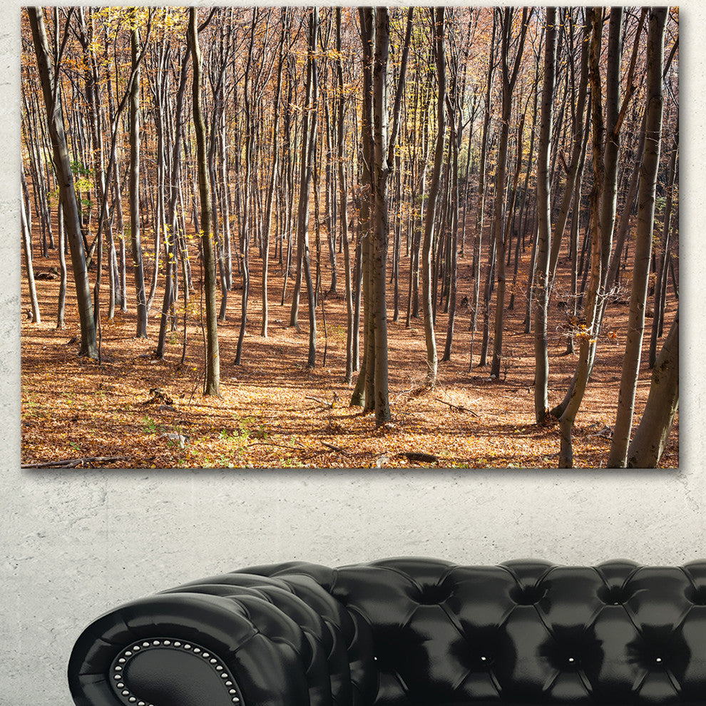 Thick Carpathian Deciduous Forest, Forest Canvas Art Print, 40"x30"