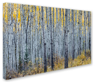 Pierre Leclerc 'Forest Of Aspen Trees' Canvas Art, 24x16