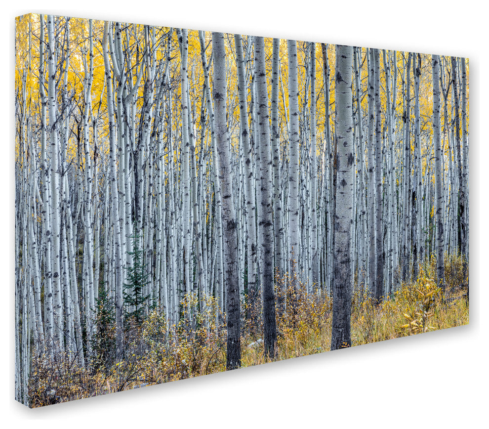 Pierre Leclerc 'Forest Of Aspen Trees' Canvas Art, 24x16