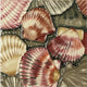 Coastal Scallop Shells 6X6 Inch Ceramic Tile