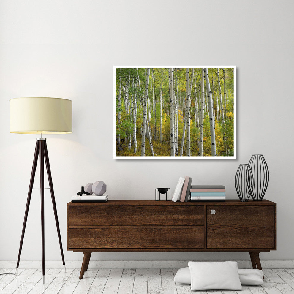 "Aspen trees in fall, Colorado" Digital Paper Print by Tim Fitzharris, 50"x38"