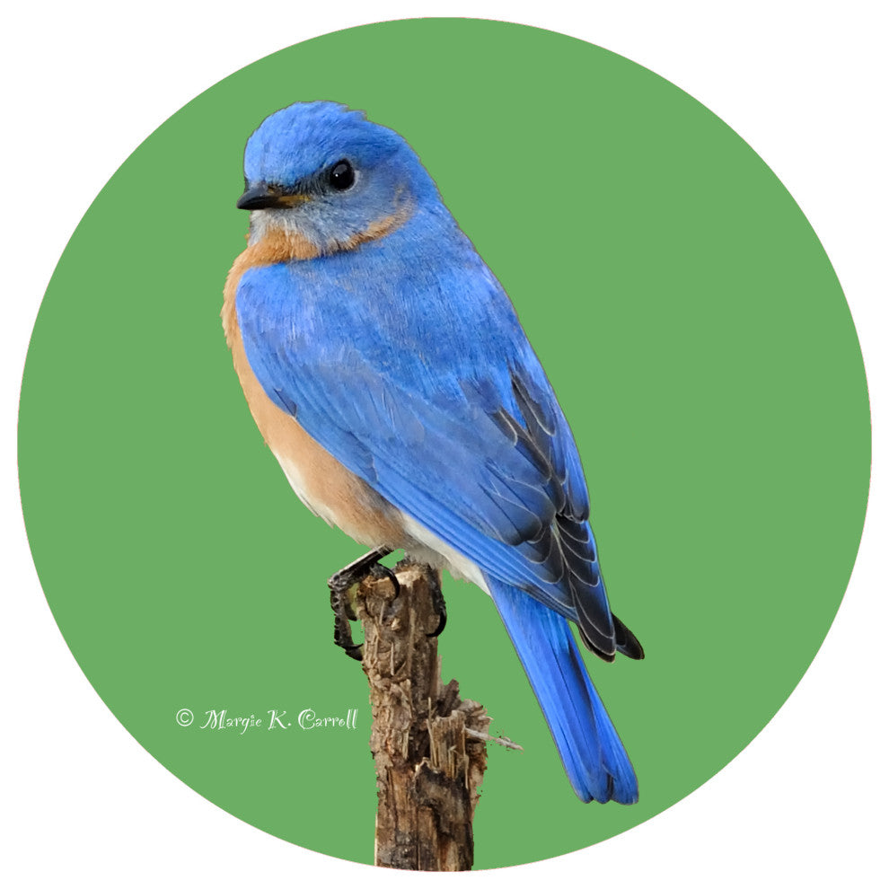 Andreas Bluebird Jar Opener