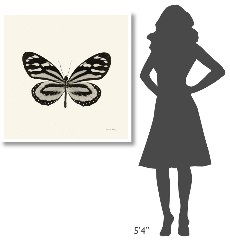 "Butterfly VIII - BW" Digital Paper Print by Debra Van Swearingen, 38"x38"