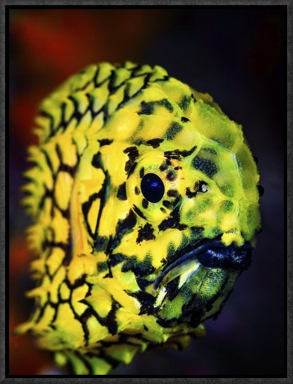 "Pineconefish" Framed Canvas Giclee by Barathieu Gabriel, 13x17"
