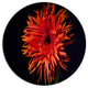 Spider Gerbera Daisy Watercolor, Flowers Large Disc Metal Wall Art, 11"