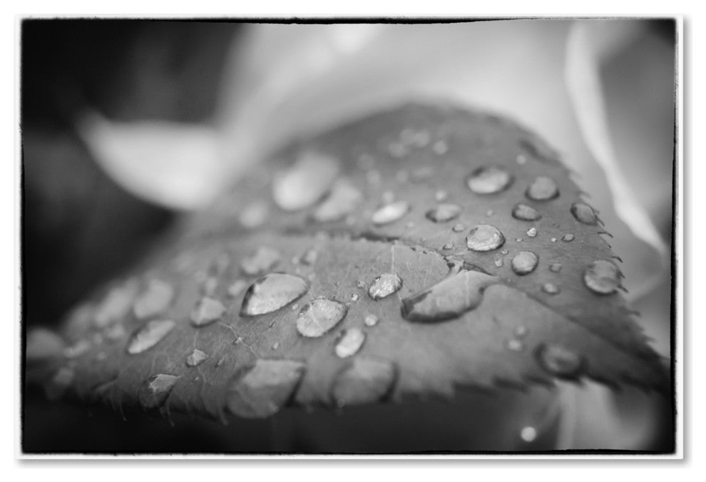 PIPA Fine Art ''Dew on Leaf of Rose Plant'' Canvas Art, 32x22