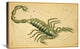 "Scorpio, 1825" Stretched Canvas Giclee by Jehoshaphat Aspin, 30"x20"
