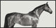 "Kingsman Cavalier, English Thoroughbred"  by Pangea Images, 37x19"
