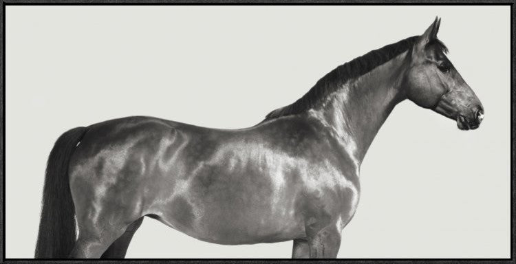 "Kingsman Cavalier, English Thoroughbred"  by Pangea Images, 37x19"