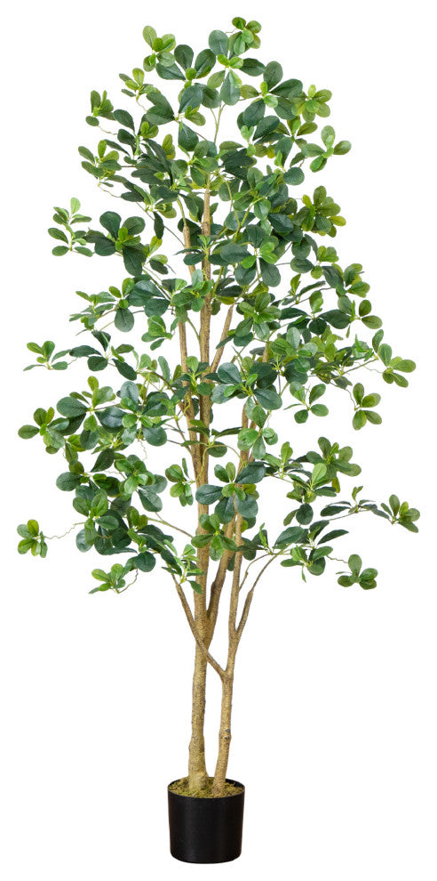 Full plant on a clean white background; shows entire product with front-facing view.