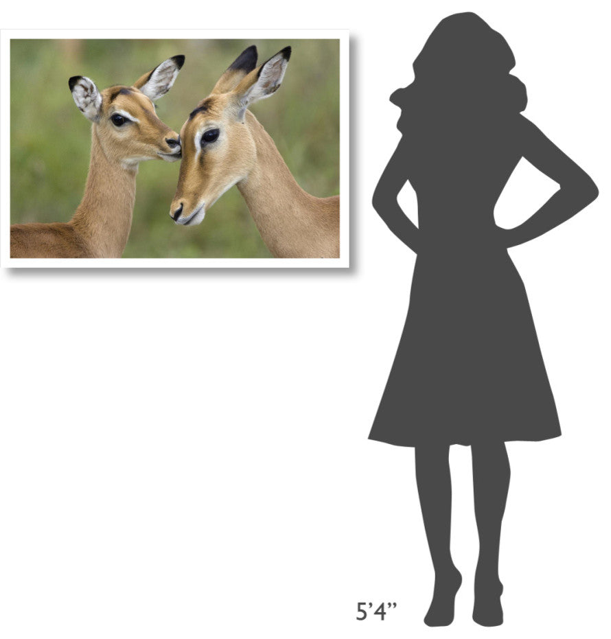 "Impala fawn grooming mother, Serengeti National Park" Paper Art, 38"x26"