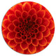 Close-Up Orange Flower Petals, Floral Large Disc Metal Wall Art, 23"