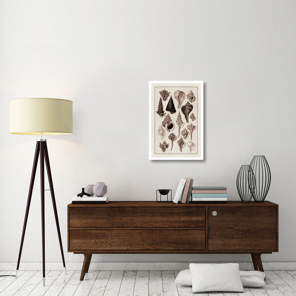 "Shells: Trachelipoda #4 (Sepia)" Digital Paper Print by G.B. Sowerby, 22"x32"