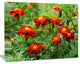 Blooming Red Marigold Flowers, Floral Canvas Art Print, 20"x12"