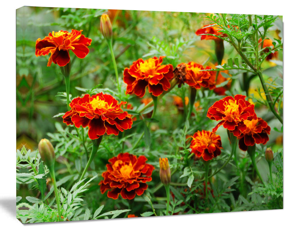 Blooming Red Marigold Flowers, Floral Canvas Art Print, 20"x12"