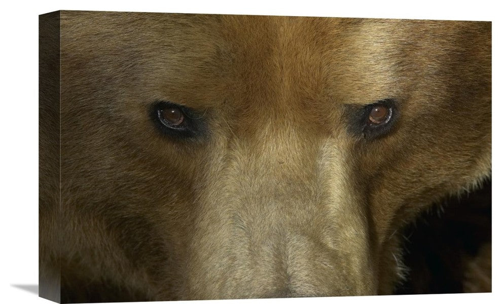 "Grizzly Bear Portrait, Native To North America" Artwork, 18" x 12"