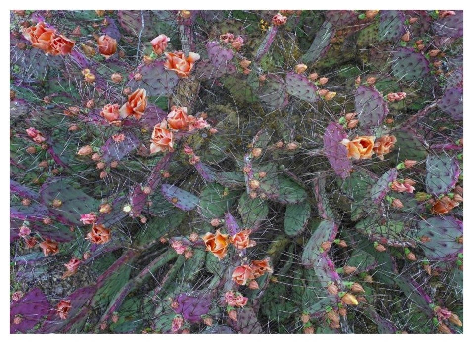 "Opuntia flowering, North America" Paper Print by Tim Fitzharris, 24"x18"