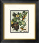 "Baltimore Oriole" Framed Digital Print by John James Audubon, 18x20"