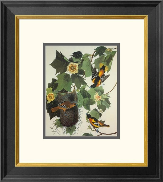"Baltimore Oriole" Framed Digital Print by John James Audubon, 18x20"