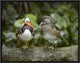 Mandarin Duck Male and Female, Jurong Bird Park, Singapore, 16"x12"