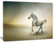 White Horse in Motion, Animal Canvas Art Print, 20"x12"