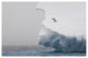 "Adelie Penguin on edge of iceberg, Paulet Island" Paper Art, 26"x18"