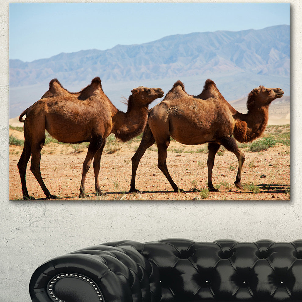 Huge Camels on Tomb Ruins, African Canvas Art Print, 40"x30"