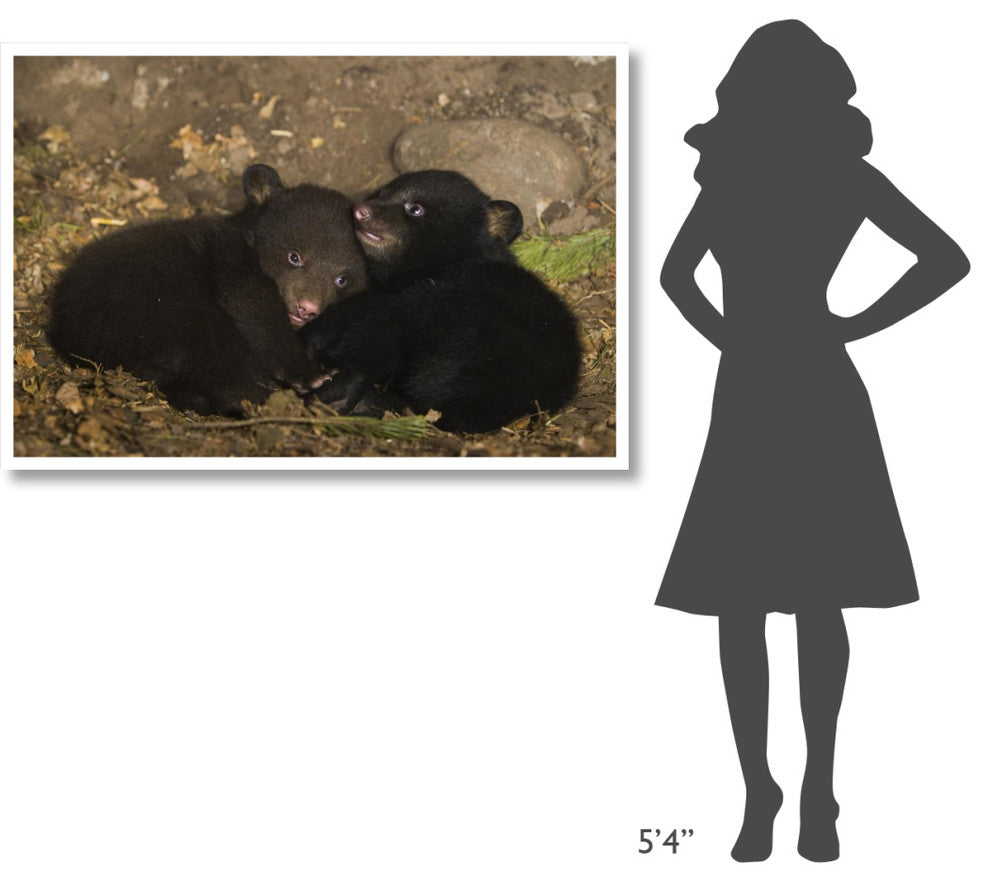 "Black Bear cubs playing in den" Paper Art, 50"x34"