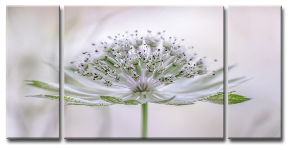Ready2HangArt ''Astrantia'' 3-Piece Canvas Wall Decor Set