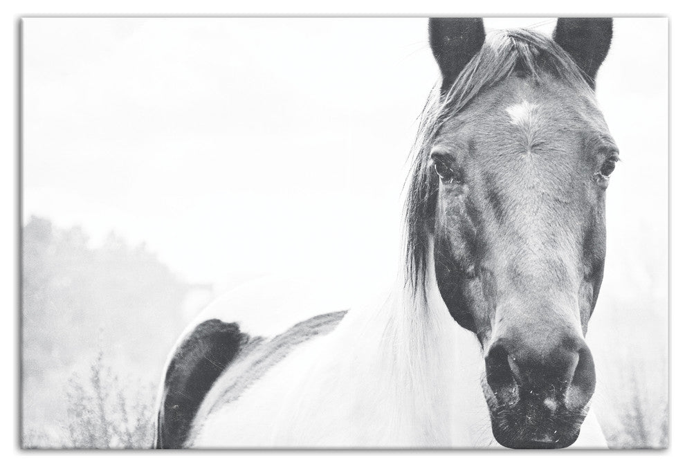 Black and White Lone Horse 32x48 Canvas Wall Art