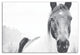 Black and White Lone Horse 32x48 Canvas Wall Art