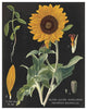 "Sunflower Chart" Digital Paper Print by Sue Schlabach, 24"x30"