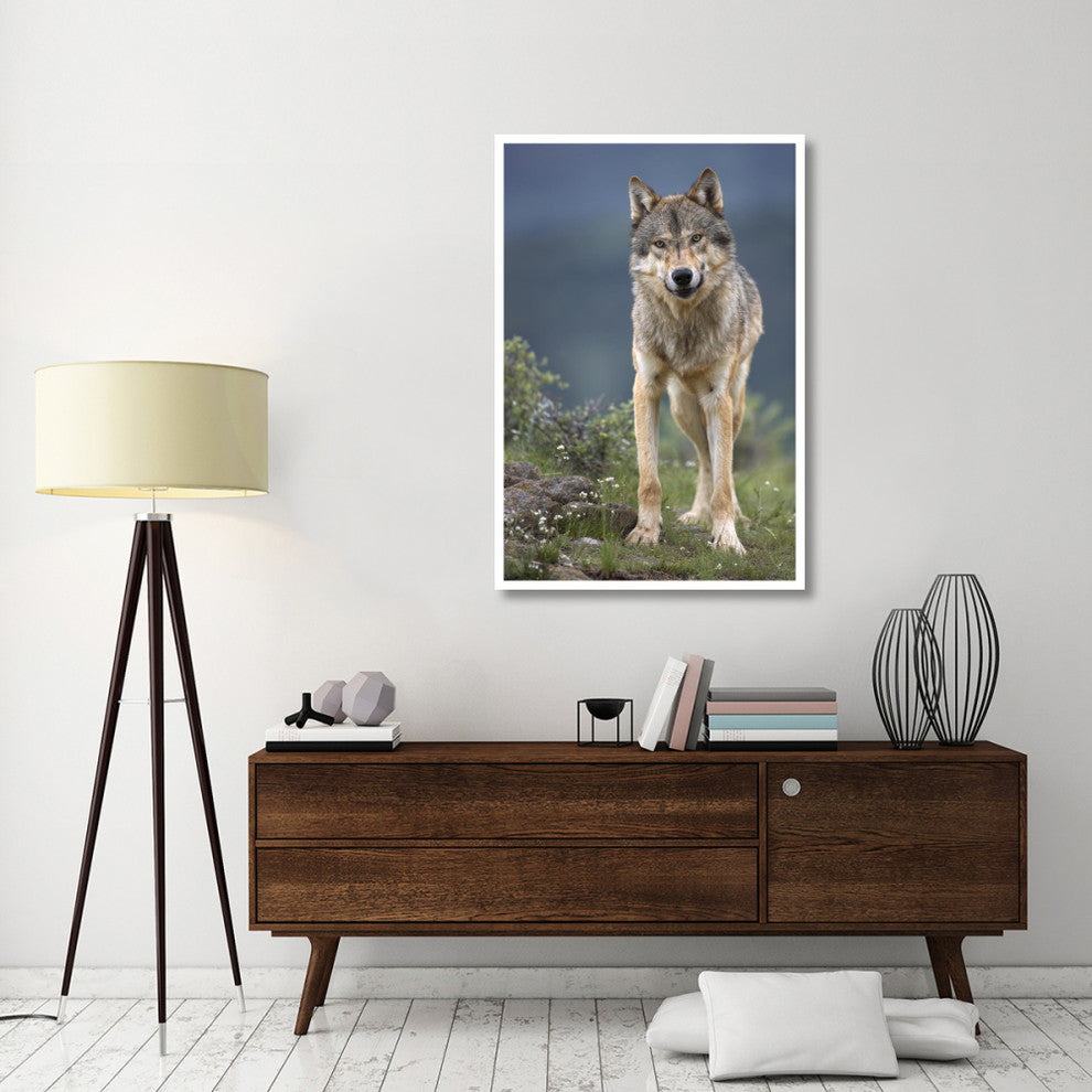 "Gray Wolf North America" Digital Paper Print by Tim Fitzharris, 34"x50"