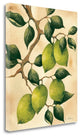 "Italian Harvest - Limes" By Doris Allison, Giclee Print on Gallery Wrap Canvas