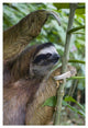 "Brown-throated 3-toed Sloth male, Aviarios Sloth Sanctuary" Paper Art, 50"x34"