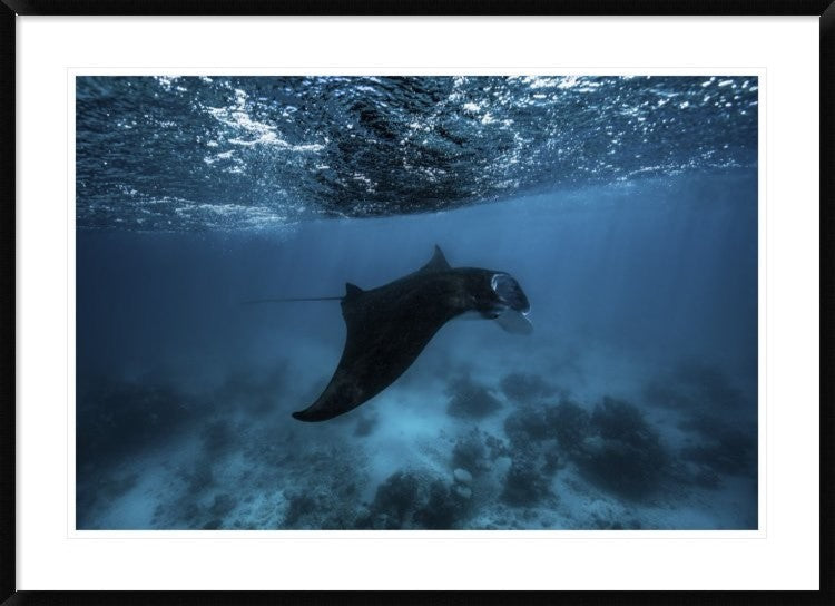"Manta Ray" Framed Digital Print by Barathieu Gabriel, 44x32"