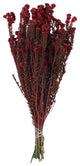 Vickerman 16-22" Red Cotton Phylica Flower, 4-5 oz Bundle, Preserved